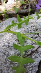 Pholistoma auritum auritum