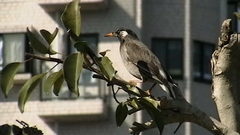 Spodiopsar cineraceus