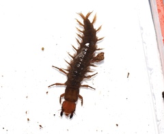 Protohermes grandis