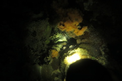 Eretmochelys imbricata