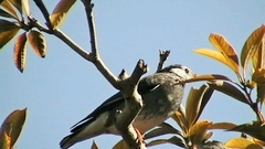 Spodiopsar cineraceus