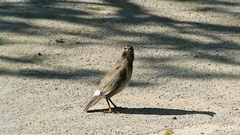 Spodiopsar cineraceus