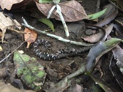 Mastigodryas danieli