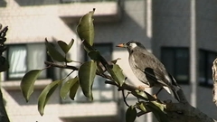 Spodiopsar cineraceus