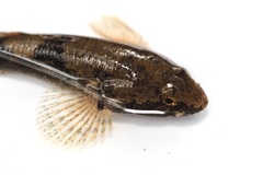 Odontobutis obscurus