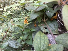 Clematis leschenaultiana