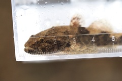 Odontobutis obscurus