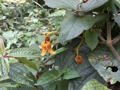 Clematis leschenaultiana