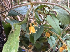 Clematis leschenaultiana