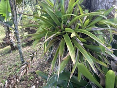 Guzmania monostachia