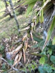 Guzmania monostachia