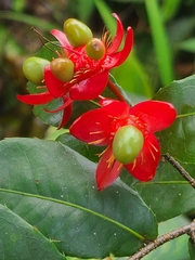 Ochna serrulata