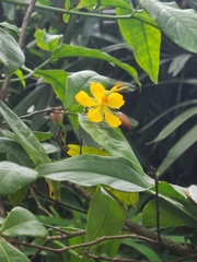 Ochna serrulata