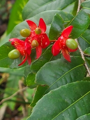 Ochna serrulata
