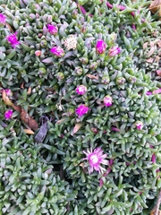 Disphyma crassifolium