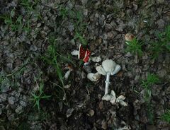 Amanita muscaria muscaria