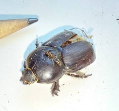 Diloboderus abderus