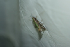Omocestus