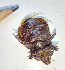 Diloboderus abderus