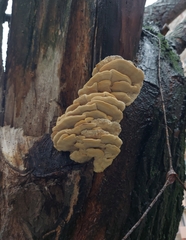Trametes versicolor