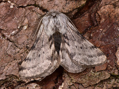 Lycia florentina