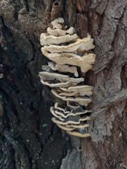Trametes versicolor