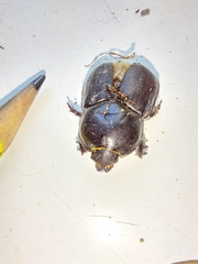 Diloboderus abderus