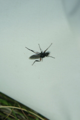 Bibio pomonae