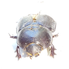 Diloboderus abderus