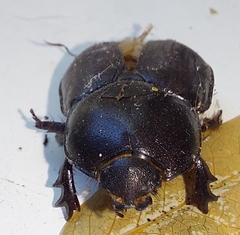 Diloboderus abderus