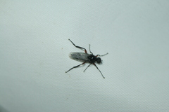 Bibio pomonae