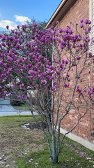 Magnolia × soulangeana