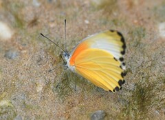 Mylothris agathina