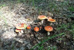 Amanita muscaria muscaria