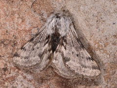 Lycia florentina