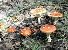 Amanita muscaria muscaria