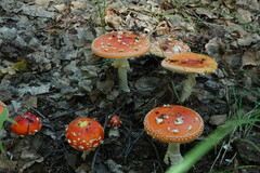 Amanita muscaria muscaria