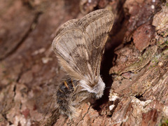 Lycia florentina
