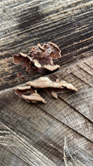 Chondrostereum purpureum