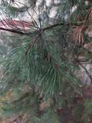 Pinus sylvestris