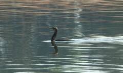 Phalacrocorax fuscicollis