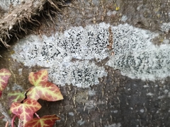 Lecidella elaeochroma
