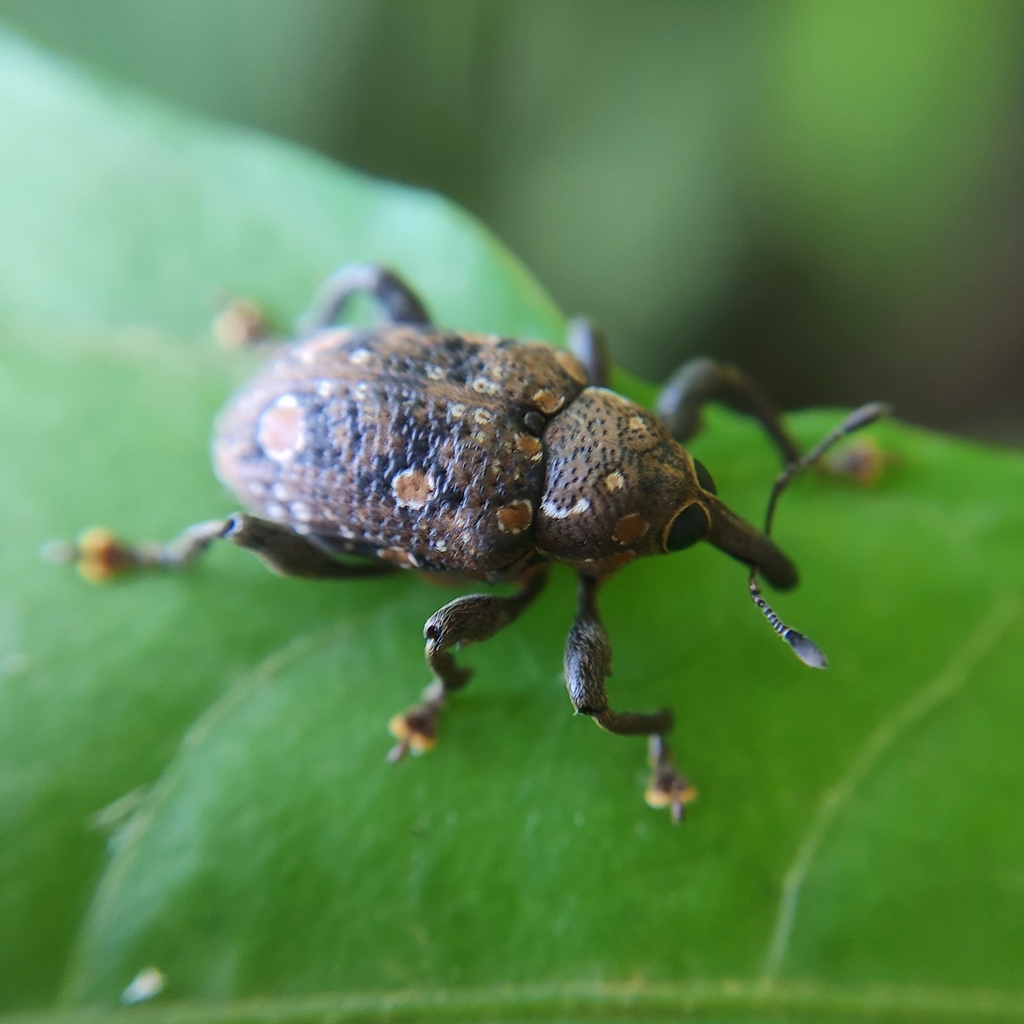 Marshallius bonellii