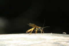 Amblyteles armatorius