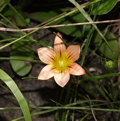 Romulea hirsuta