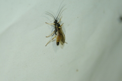 Amblyteles armatorius