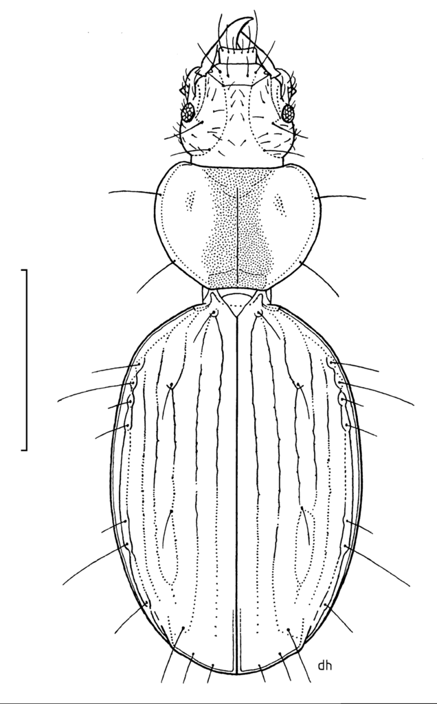 Kiwitrechus