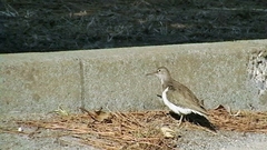 Actitis hypoleucos