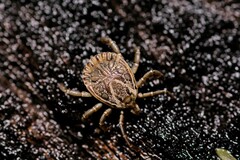 Amblyomma cajennense