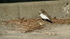 Actitis hypoleucos